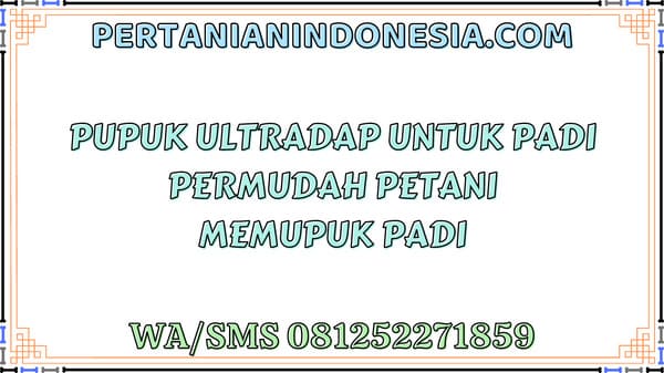 Pupuk Ultradap Untuk Padi Permudah Petani Memupuk Padi
